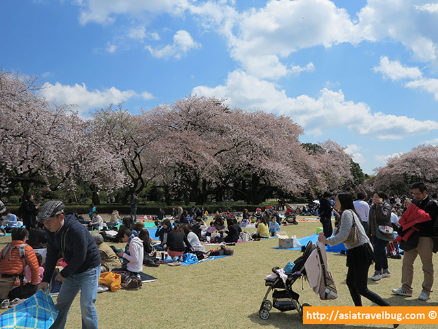 tokyo itinerary | shinjuku gyoen park cherry blossoms